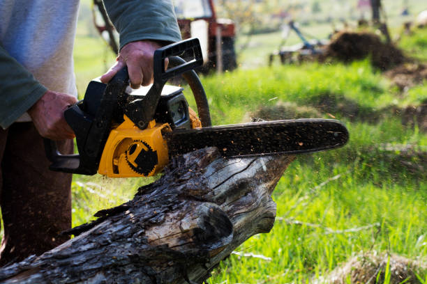 Best Tree Health Inspection  in Hurricane, WV